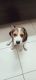Beagle Puppies for sale in Delhi, India. price: 20000 INR