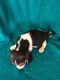Beagle Puppies for sale in Raiford, FL 32083, USA. price: NA
