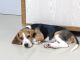 Beagle Puppies for sale in Chandkheda, Ahmedabad, Gujarat, India. price: NA