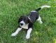 Beagle Puppies for sale in Greenville, SC, USA. price: $150