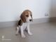 Beagle Puppies for sale in Matoshri Colony, Walhekarwadi, Sector 32 A, Nigdi, Pimpri-Chinchwad, Maharashtra 411033, India. price: 12000 INR