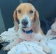 Beagle Puppies for sale in Mt Dora, FL 32757, USA. price: $50