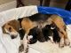 Beagle Puppies for sale in Vidalia, LA 71373, USA. price: $30,000