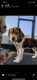 Beagle Puppies for sale in Palm Bay, FL, USA. price: NA