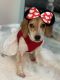 Beagle Puppies for sale in Woodbridge Township, NJ, USA. price: $2,000
