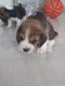 Beagle Puppies for sale in Dehradun, Uttarakhand, India. price: 13000 INR