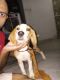 Beagle Puppies for sale in Jaipur, Rajasthan, India. price: 12000 INR
