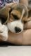 Beagle Puppies for sale in Ludhiana, Punjab, India. price: 12000 INR
