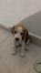 Beagle Puppies for sale in Ludhiana, Punjab, India. price: 12000 INR