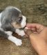 Beagle Puppies for sale in Vellore, Tamil Nadu, India. price: 25000 INR