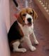 Beagle Puppies for sale in Shivamogga, Karnataka, India. price: 28000 INR