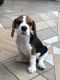 Beagle Puppies for sale in Patiala, Punjab, India. price: 6000 INR