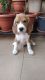 Beagle Puppies for sale in Dhanori, Pune, Maharashtra, India. price: NA