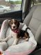 Beagle Puppies for sale in Windsor Locks, CT, USA. price: $900