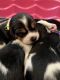 Beagle Puppies for sale in Hattiesburg, MS, USA. price: NA