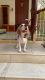 Beagle Puppies for sale in Hyderabad, Telangana, India. price: 30 INR