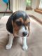 Beagle Puppies for sale in Spring, TX 77379, USA. price: $600
