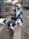 Beagle Puppies for sale in Savannah, NY 13146, USA. price: $375