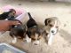 Beagle Puppies for sale in Dharwad, Karnataka, India. price: 15000 INR