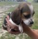 Beagle Puppies for sale in Raeford, NC 28376, USA. price: $400
