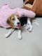 Beagle Puppies for sale in Chandkheda, Ahmedabad, Gujarat, India. price: 15000 INR