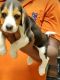Beagle Puppies for sale in Mayfield Garden, Sector 51, Gurugram, Haryana, India. price: NA