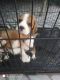 Beagle Puppies for sale in Sehna, Punjab 148103, India. price: 15000 INR