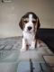 Beagle Puppies for sale in Anekal, Karnataka, India. price: 12000 INR