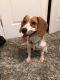 Beagle Puppies for sale in Wilmington, DE, USA. price: NA
