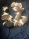 Beagle Puppies for sale in Canterbury, NH, USA. price: $800
