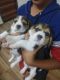 Beagle Puppies for sale in Kolhapur, Maharashtra, India. price: 25000 INR