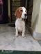 Beagle Puppies for sale in Hyderabad, Telangana 500055, India. price: 20000 INR