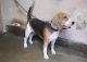 Beagle Puppies for sale in Jawpur, Dum Dum, Kolkata, West Bengal, India. price: 12000 INR