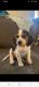 Beagle Puppies for sale in Huntingdon County, PA, USA. price: NA