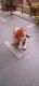 Beagle Puppies for sale in Noida, Uttar Pradesh, India. price: 15000 INR
