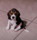 Beagle Puppies for sale in Ahmedabad, Gujarat, India. price: 8000 INR