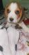 Beagle Puppies for sale in New Delhi, Delhi, India. price: 12,000 INR