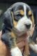 Beagle Puppies for sale in Tiverton, RI, USA. price: $1,200