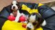 Beagle Puppies for sale in Kalyani Nagar, Rajendra Nagar, Cuttack, Odisha 753013, India. price: 30000 INR