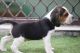 Beagle Puppies for sale in Sector 23, Gurugram, Haryana, India. price: 12500 INR
