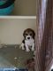 Beagle Puppies for sale in Kukatpally Housing Board Colony, Kukatpally, Hyderabad, Telangana, India. price: 10000 INR