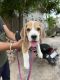 Beagle Puppies for sale in Sri Vijaynagar, Rajasthan 335704, India. price: 15000 INR