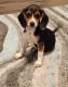 Beagle Puppies for sale in North Charleston, SC, USA. price: $1,500