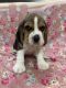 Beagle Puppies for sale in Pune, Maharashtra, India. price: 25000 INR