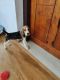Beagle Puppies for sale in Payyanur, Kerala, India. price: 20000 INR