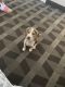 Beagle Puppies for sale in Miami, FL, USA. price: $900