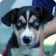 Beagle Puppies for sale in Zanesville, OH 43701, USA. price: $20,000