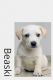Beagle Puppies for sale in Zanesville, OH 43701, USA. price: NA