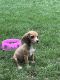 Beagle Puppies for sale in Covington, GA, USA. price: NA