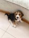 Beagle Puppies for sale in Pune, Maharashtra, India. price: 13500 INR